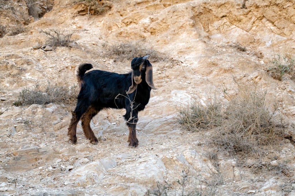 Lamb in the Judean Wilderness where Jesus fulfilled the Lord's Prayer
