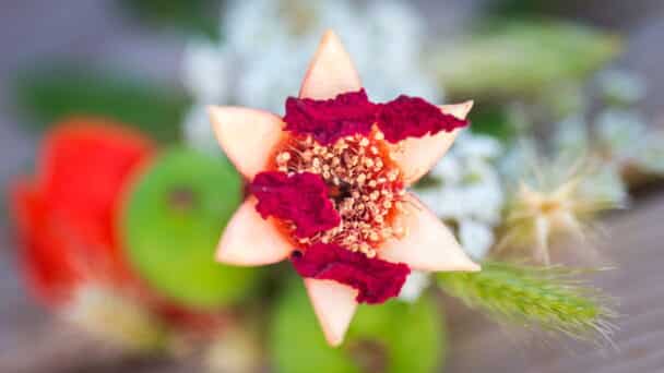 Pomegranate Star of David species of fruits